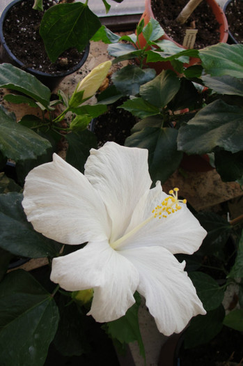 07.10.12 - B-hibiscus-2012 4