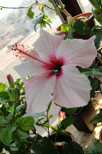 hibiscua Natal
