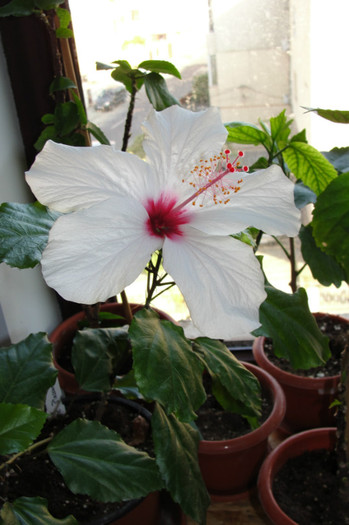 hibiscus Apple Blossom - B-hibiscus-2012 4