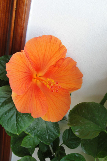hibiscus Gator Orange