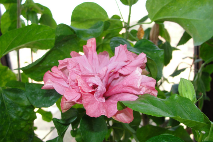 hibiscus Exotic Lavander Lady