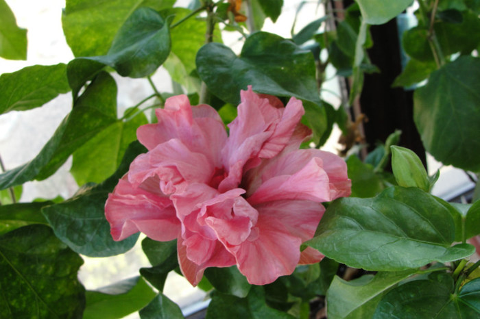  - B-hibiscus-2012 4