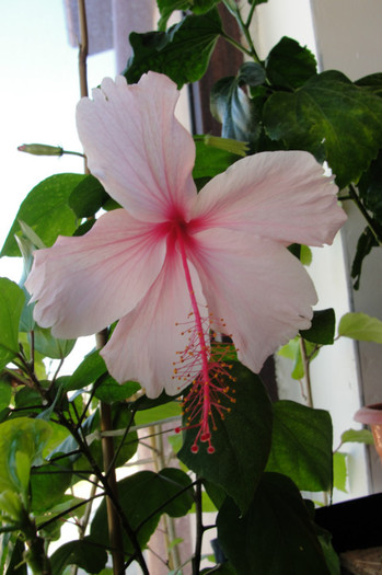 hibiscus Albo Lacinatus