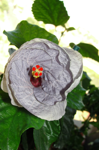 hibiscus Sky - B-hibiscus-2012 4