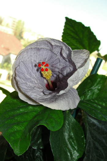  - B-hibiscus-2012 4