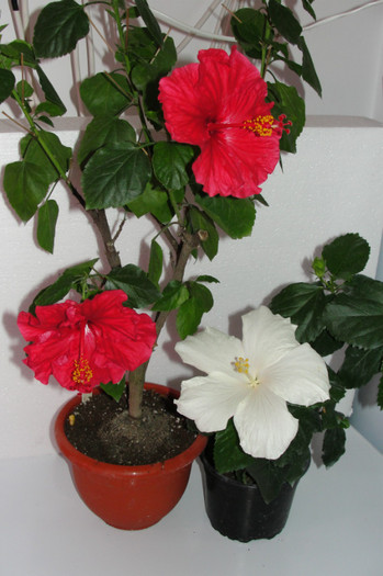 hibiscus Helene hibiscus Truly Fair