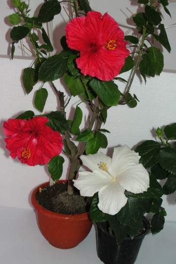  - B-hibiscus-2012 4