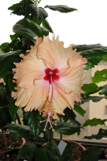hibiscus Sprinkle Rain