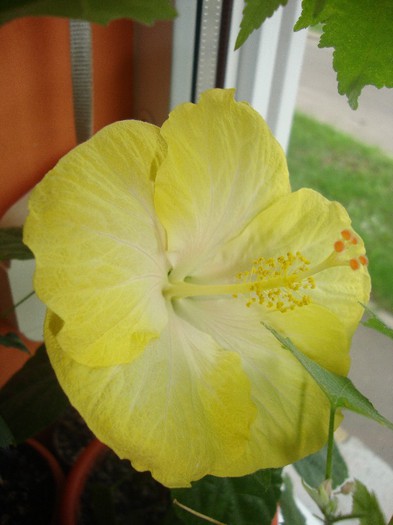 foto 222 - hibiscusi