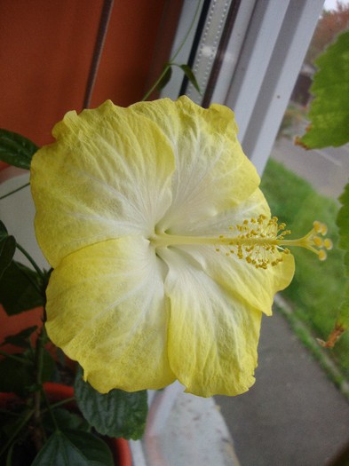 foto 264 - hibiscusi