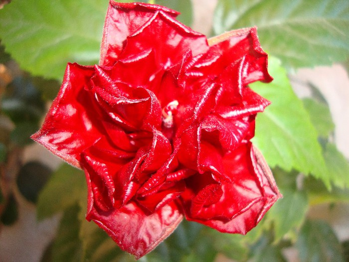 foto 257 - hibiscusi