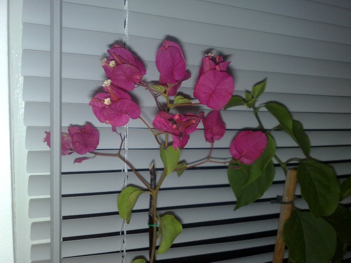 49 - BOUGAINVILLEA