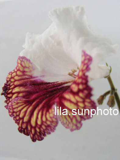  - streptocarpus JOLA