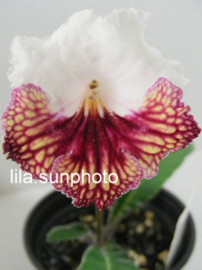  - streptocarpus JOLA