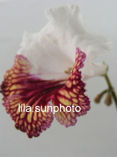  - streptocarpus JOLA