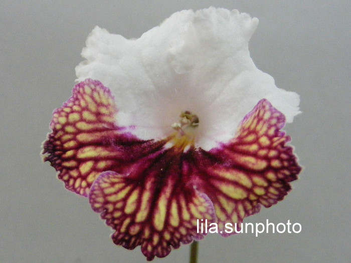  - streptocarpus JOLA