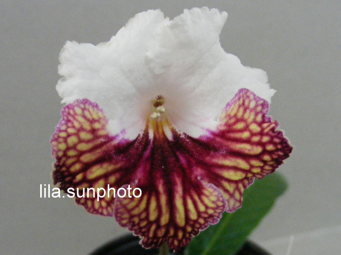  - streptocarpus JOLA