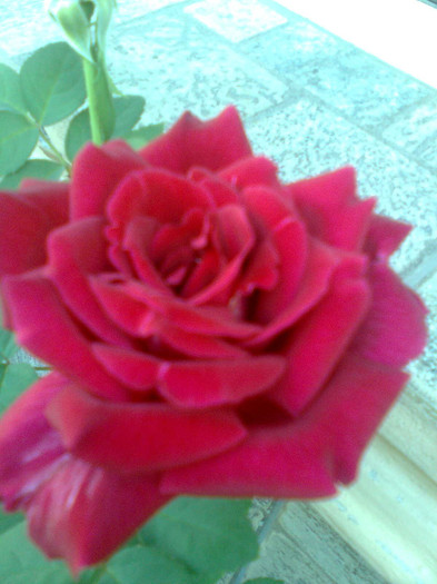 Image8316 - Trandafiri