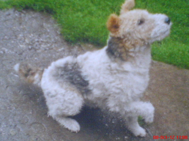 FOX TERRIER - III-CAINI