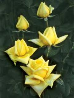 mabella - achizitii de trandafiri pt toamna 2012
