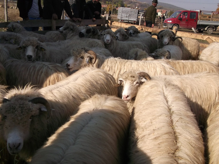 Picture 240 - 16 targ sasciori 24 10 2012