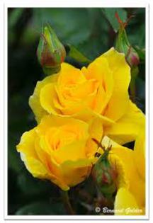 golden delight - achizitii de trandafiri pt toamna 2012
