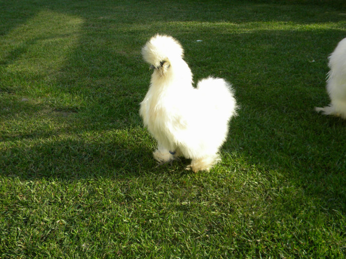 Picture 133