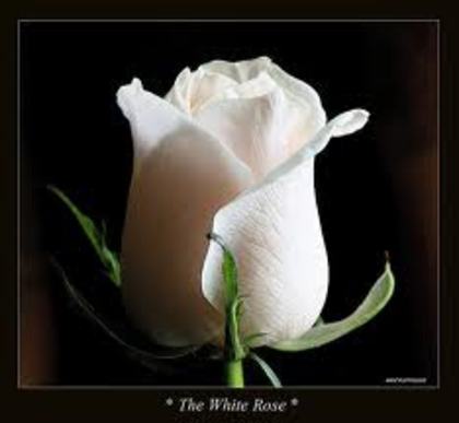 white - achizitii de trandafiri pt toamna 2012