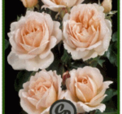 chloe-renaissance - achizitii de trandafiri pt toamna 2012