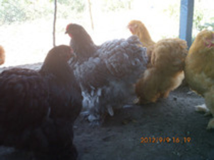 80819861_SWXQGBF