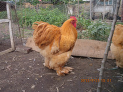 81447855_FPSXFVK