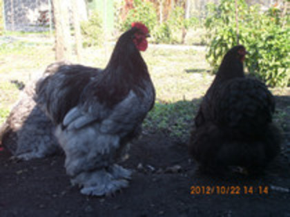 82331515_FUNSYRL