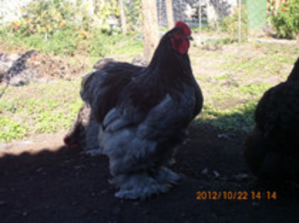 82331516_INZLERF3