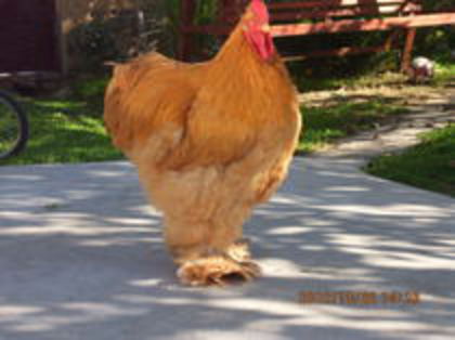 82331530_PHOKWGD