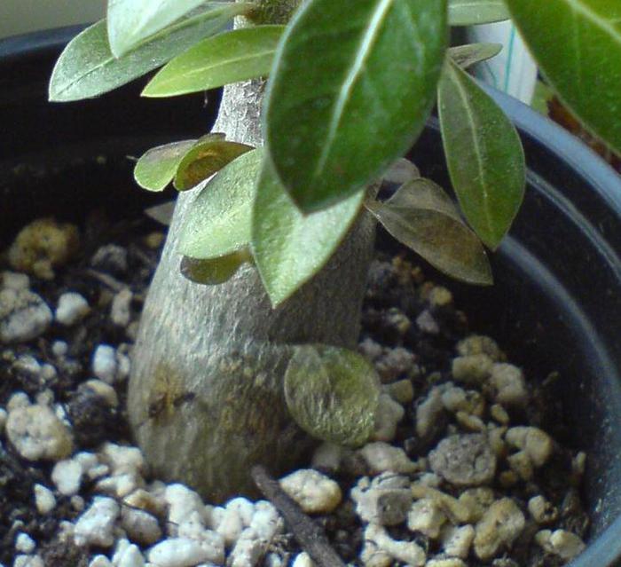 DSC01611_focus - adenium