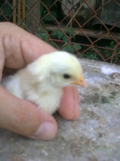 Imagine0283 - chabo siro