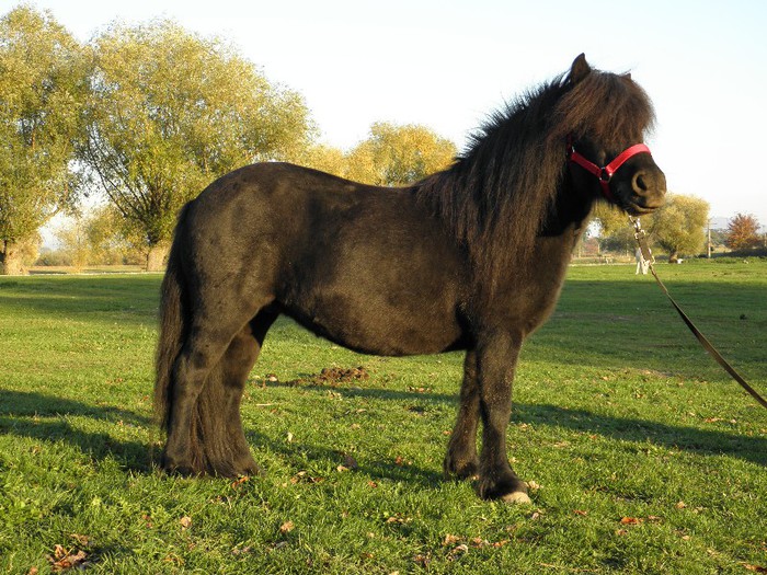IAPA FELL PONY