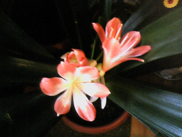 Picture 003 - CLIVIA