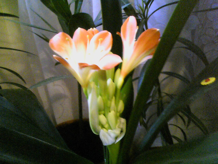 Picture 004 - CLIVIA