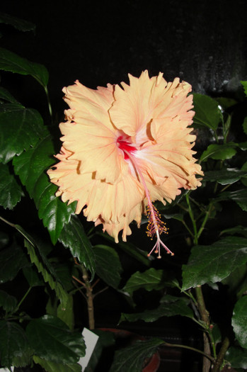 hibiscus Sprinkle Rain