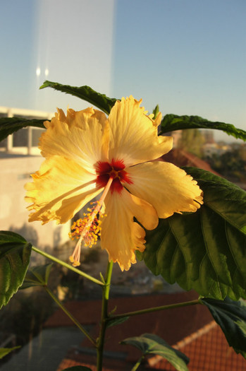 hibiscus Sri Lanka/Mango Dainty
