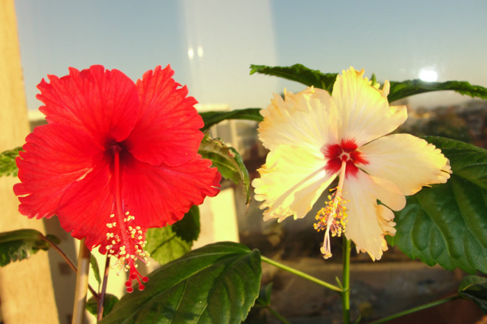 hibiscus Surinam hibiscus Sri Lanka