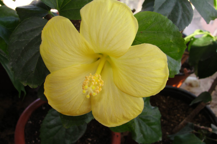 hibiscua  Kreta