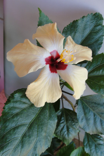 hibiscus Lutea