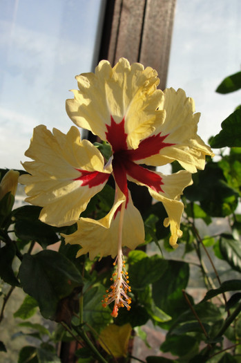 hibiscus  Sylvia Goodman