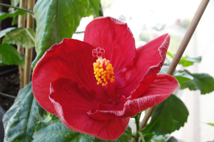 hibiscua Red Sun