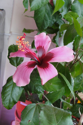 hibiscus Fijian Island