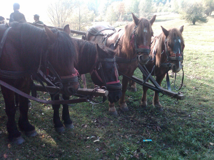 IMG00142-20121025-1410