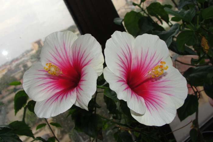 hibiscus Fire Storm