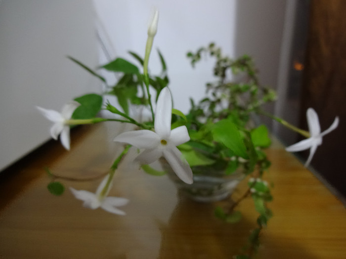 DSC00451 - Jasminum